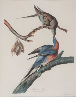 Passenger Pigeon - John J. Audubon, 1838