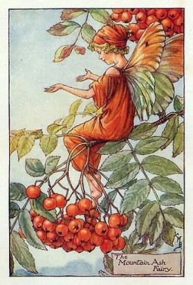The Mountain Ash Fairy - Cicely Mary Barker, 1926