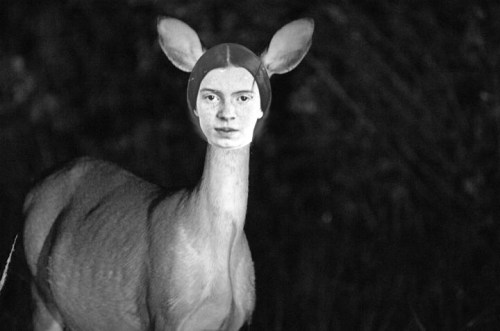 EmilyHeadDeer