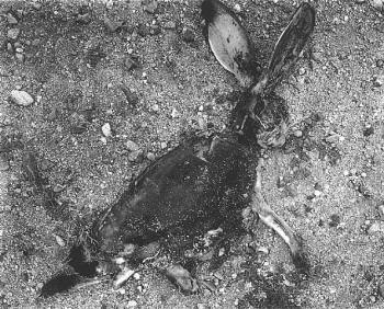 Jack Rabbit - Frederick Sommer, 1939