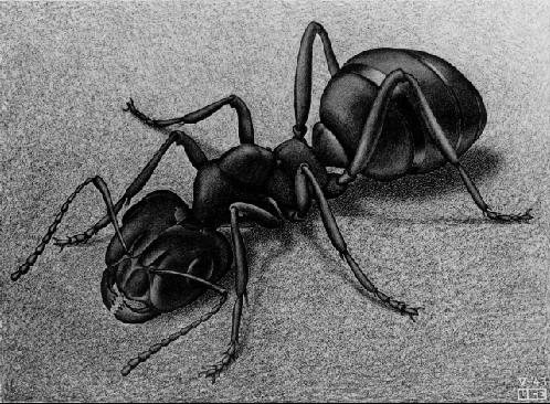 Ant - M.C. Escher, 1943